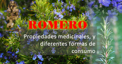 Romero medicinal imagen de portada