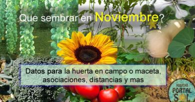 ¿Que sembrar en Noviembre? Calendario de siembra