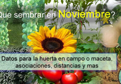 ¿Que sembrar en Noviembre? Calendario de siembra