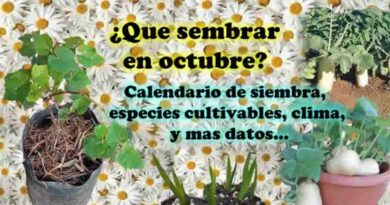 ¿Que sembrar en octubre? Calendario de siembra